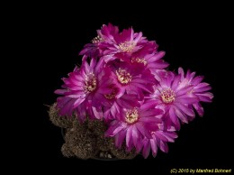 Sulcorebutia spec. Arzoe KK 196